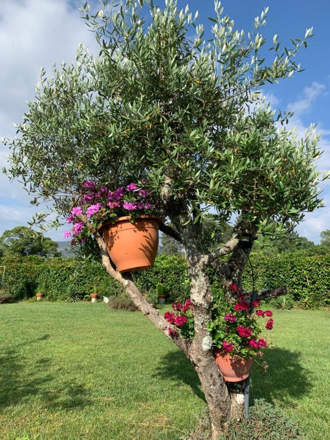 Вилла Quinta Do Pinheiral Favoes Экстерьер фото