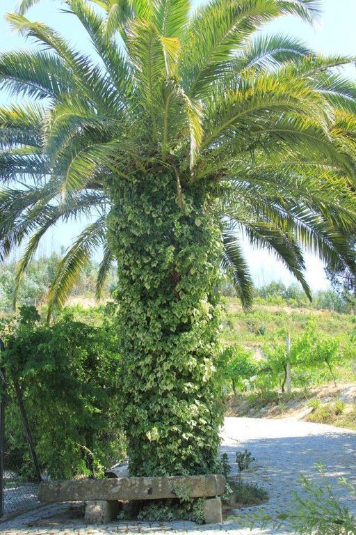 Вилла Quinta Do Pinheiral Favoes Экстерьер фото